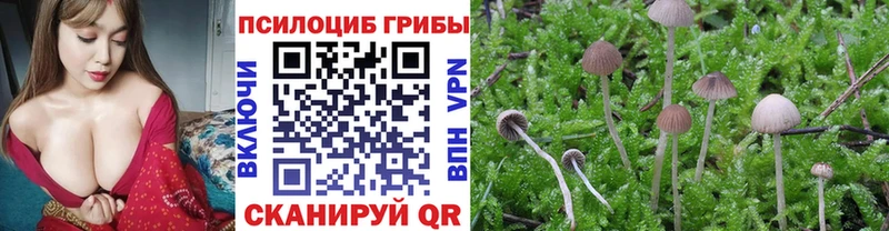 omg зеркало  закладка  Йошкар-Ола  Галлюциногенные грибы Cubensis 